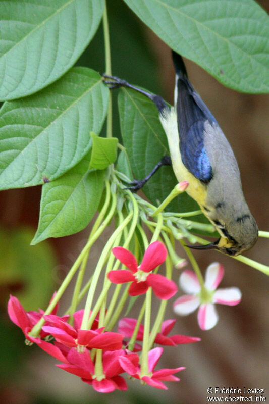 Purple Sunbird male adult post breeding