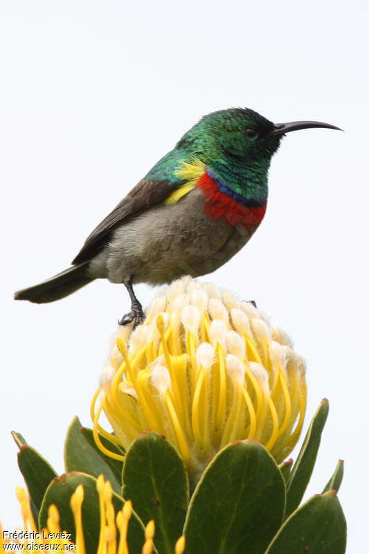 Southern Double-collared Sunbird male adult, identification