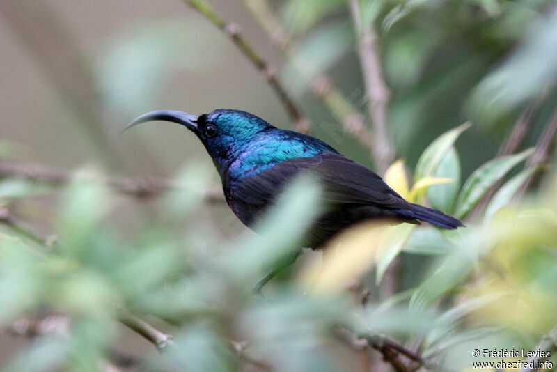 Loten's Sunbird male adult, identification