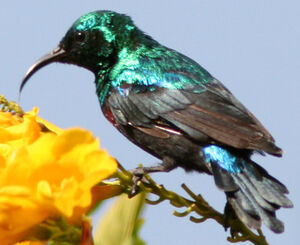 Marico Sunbird