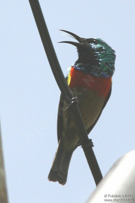 Eastern Double-collared Sunbird male adult breeding, identification