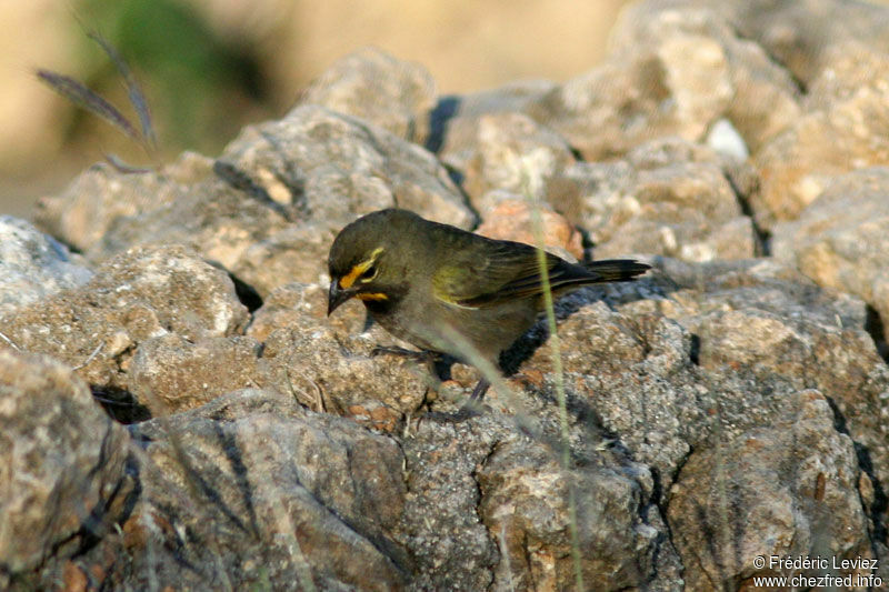 Yellow-faced Grassquit male adult