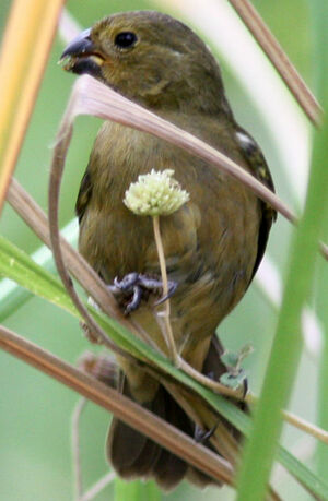 Variable Seedeater