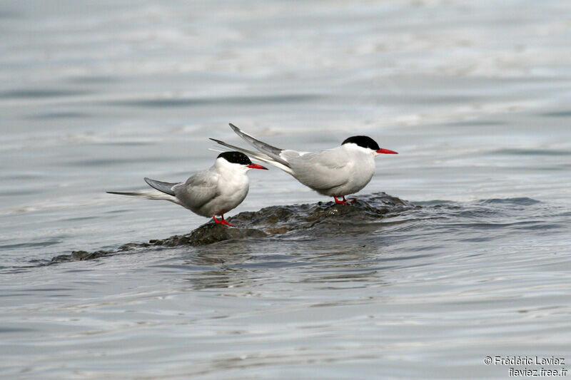 Arctic Tern adult breeding