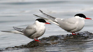 Arctic Tern 
&copy; Fr�d�ric Leviez