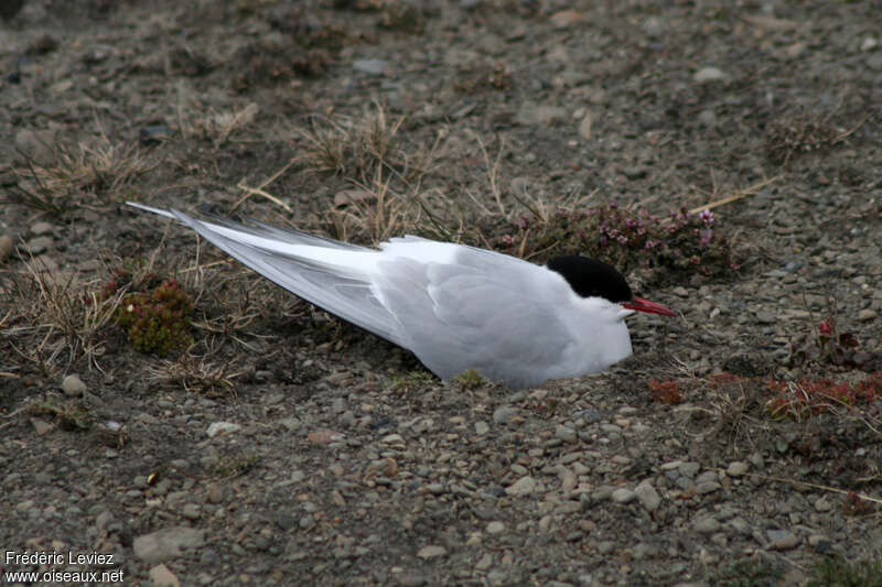 Arctic Ternadult breeding, Reproduction-nesting