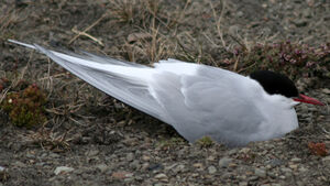 Arctic Tern 
&copy; Fr�d�ric Leviez