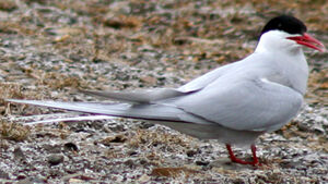 Arctic Tern 
&copy; Fr�d�ric Leviez
