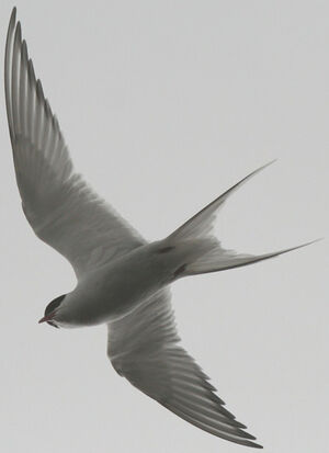 Arctic Tern 
&copy; Fr�d�ric Leviez