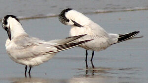 Sandwich Tern