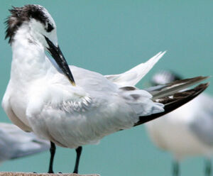 Sandwich Tern