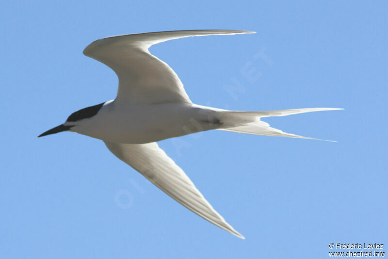 White-fronted Ternadult breeding, Flight