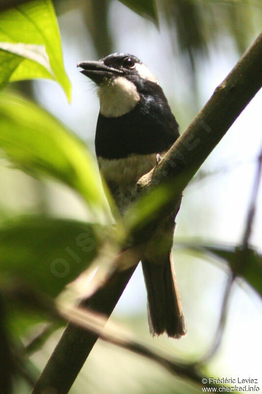 Black-breasted Puffbirdadult, identification