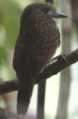 White-whiskered Puffbird