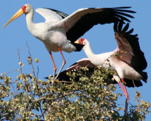 Tantale ibis