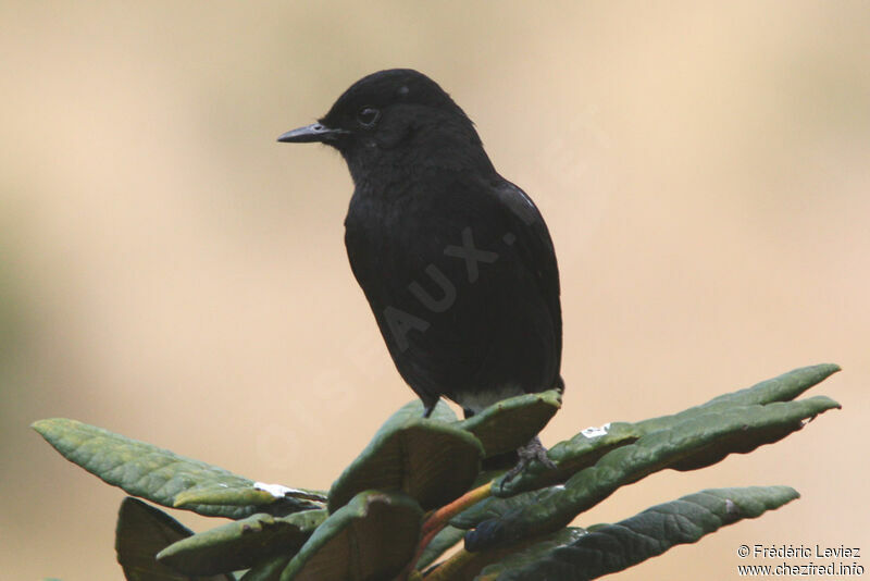 Pied Bush Chat male adult, identification