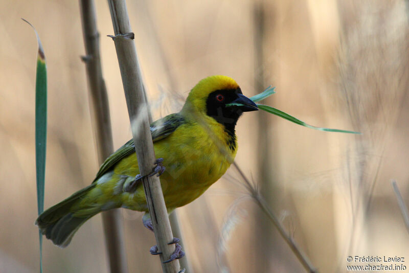 Southern Masked Weaver male adult breeding, identification, Reproduction-nesting