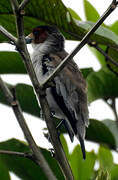 Black-crowned Tityra