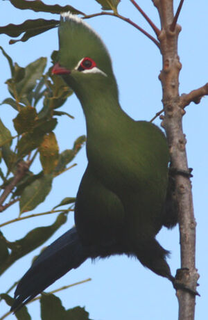 Knysna Turaco