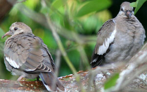 White-winged Dove