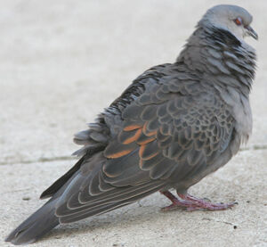Dusky Turtle Dove