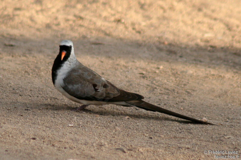 Namaqua Dove male adult breeding