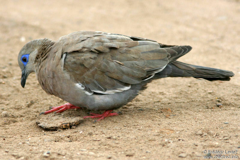 West Peruvian Doveadult