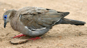 West Peruvian Dove