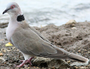 Mourning Collared Dove