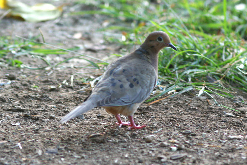 Mourning Doveadult
