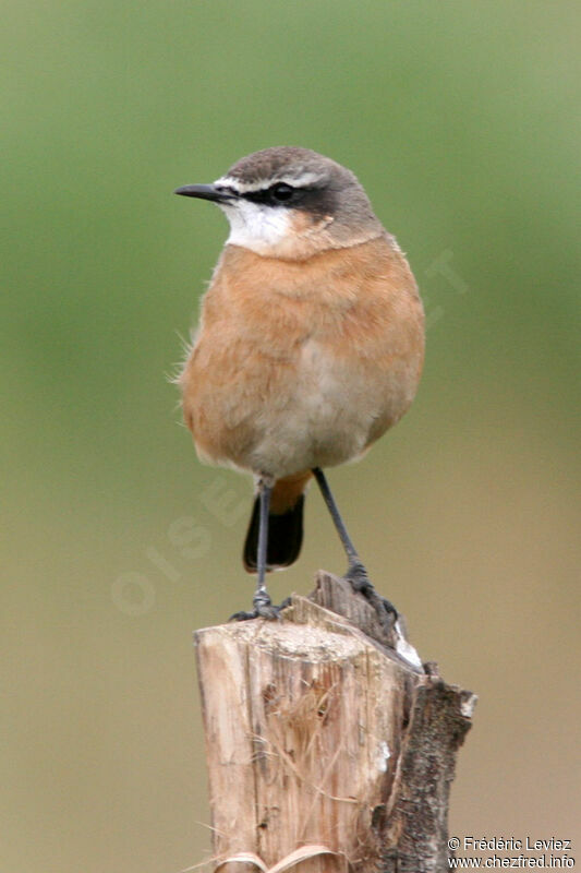Red-breasted Wheatearadult