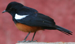 Mocking Cliff Chat