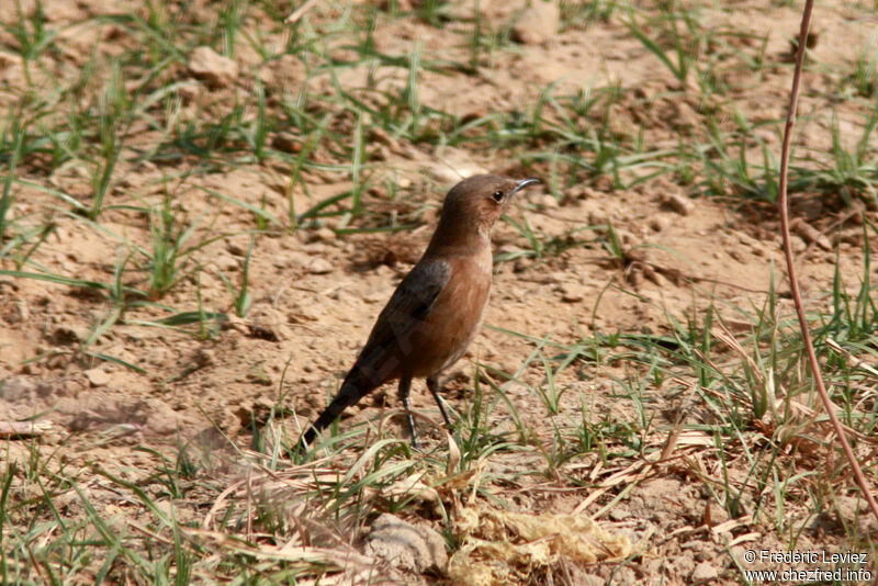 Brown Rock Chat, identification