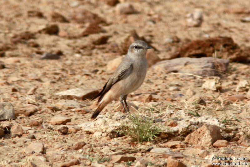 Red-tailed Wheatear, identification