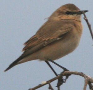 Isabelline Wheatear