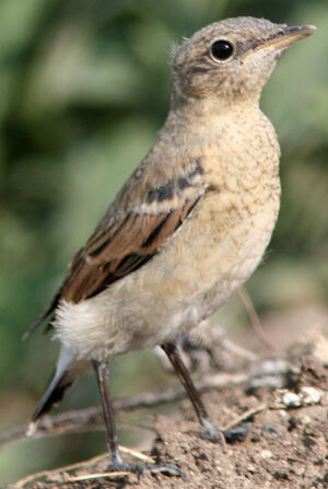 Northern Wheatear
