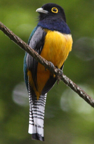 Gartered Trogon