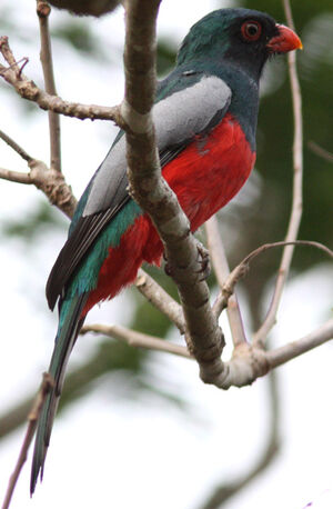 Trogon de Masséna