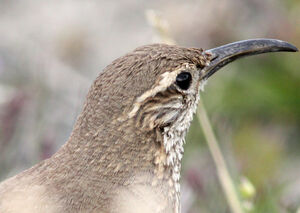 Scaly-throated Earthcreeper