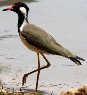 Red-wattled Lapwing
