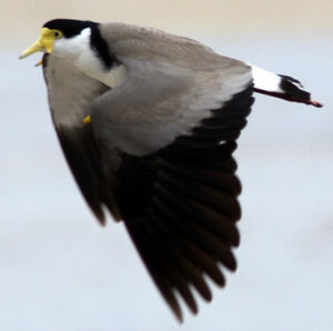 Masked Lapwing