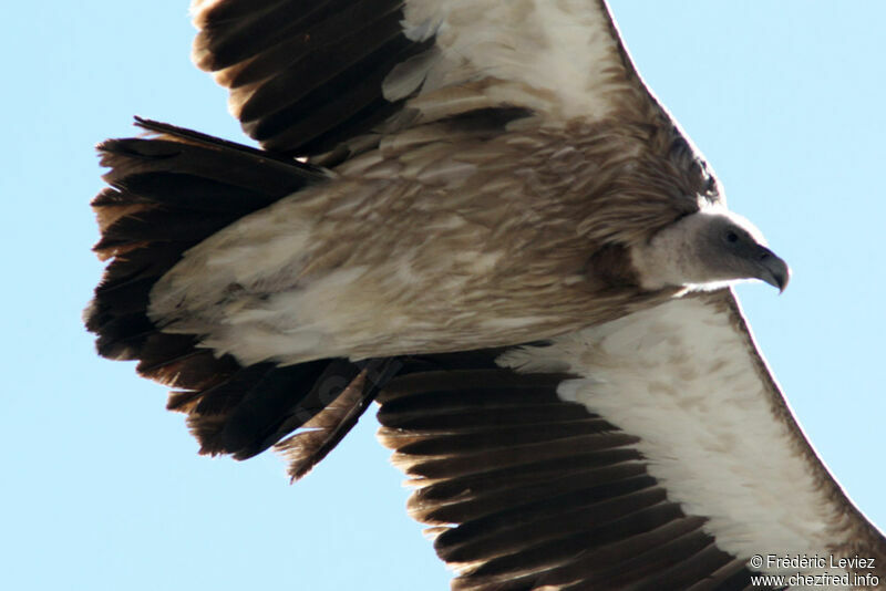 Himalayan Vultureadult, Flight