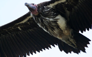 Lappet-faced Vulture
