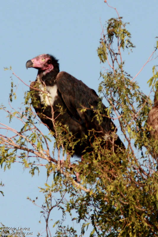 Red-headed Vulture male adult, identification