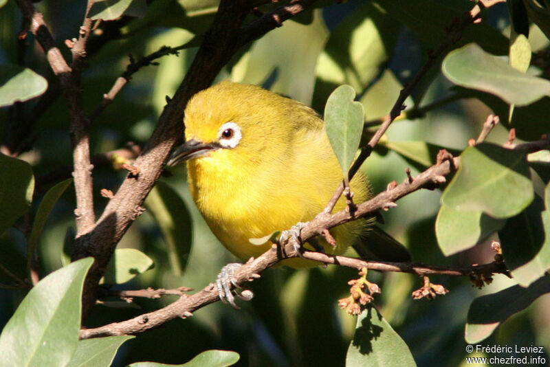 Northern Yellow White-eyeadult, identification