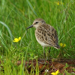 Semipalmated Sandpiper 
&copy; Fr�d�ric Malvaud