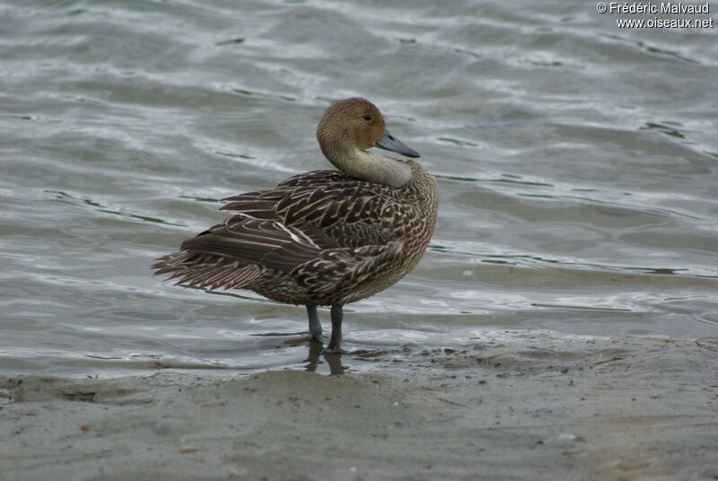 Northern Pintail female adult post breeding