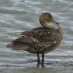 Canard pilet 
&copy; Fr�d�ric Malvaud
