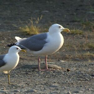 American Herring Gull
