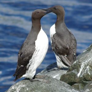 Guillemot de Tro�l